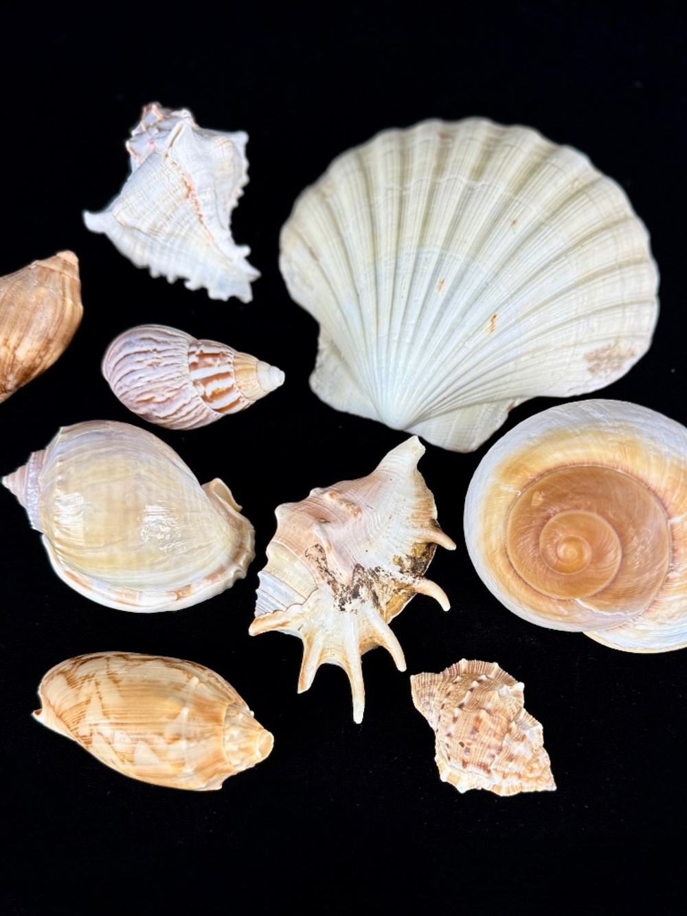 9 pc Lot Sea Shell Collection Scallop Murex Olive Shells Moon Snail Excellent